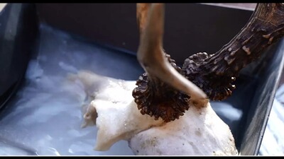 Pâte à blanchir les trophées, BALLISTOL