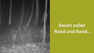 Attractif No 1 Suhlengold® (or de volaille), AttraTec