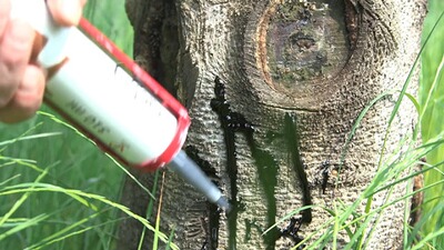 Pulvéristeur odeur bois de hêtre