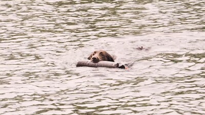 Boudin de rapport pour chien Dummy, Parforce