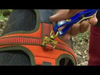 Harnais pour chien, Niggeloh