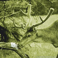 Pâte de sel arôme anis 2kg