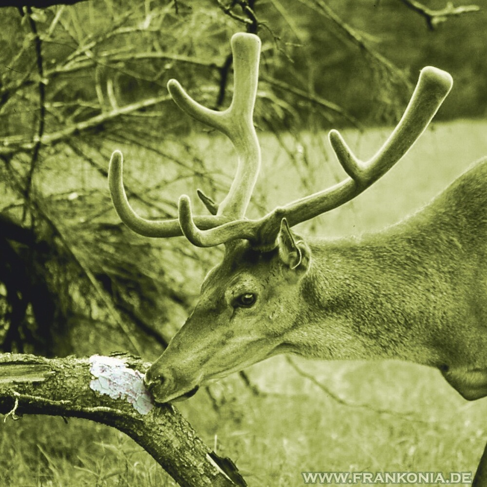 Pâte de sel neutre 2kg