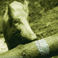 Pate de sel arôme truffes très intensif