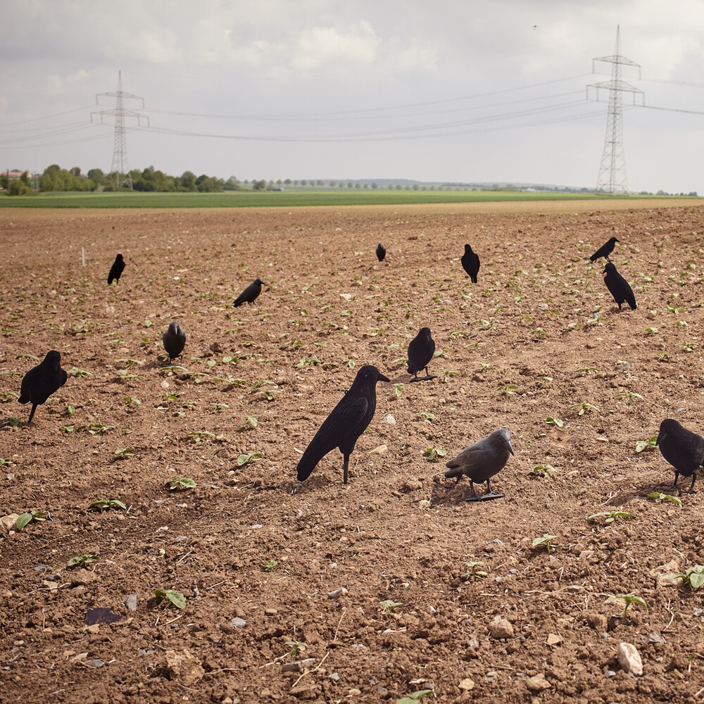 Appelant corbeau floqué 42cm