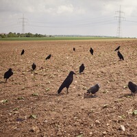 Appelant corbeau floqué 42cm