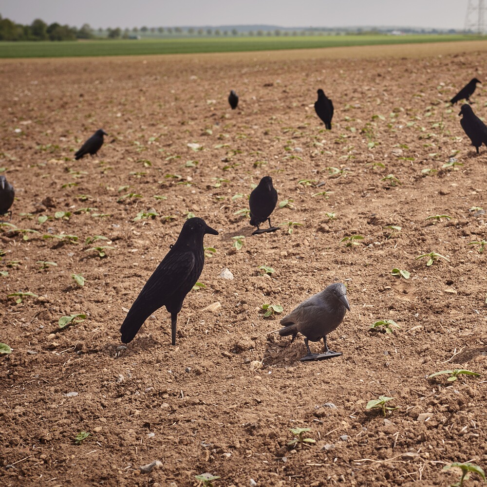 Appelant corbeau floqué 42cm