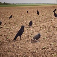 Appelant corbeau floqué 42cm