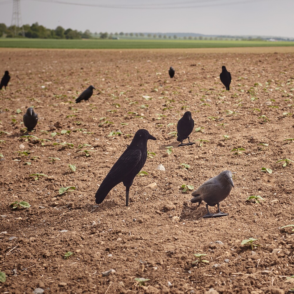 Appelant corbeau floqué 42cm