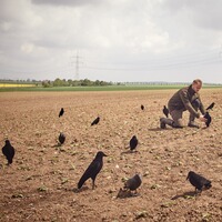 Appelant corbeau floqué 42cm
