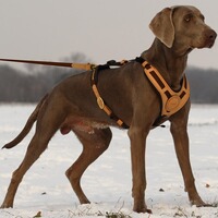 Laisse  Mantrailing, Niggeloh