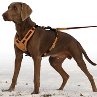 Laisse  Mantrailing, Niggeloh