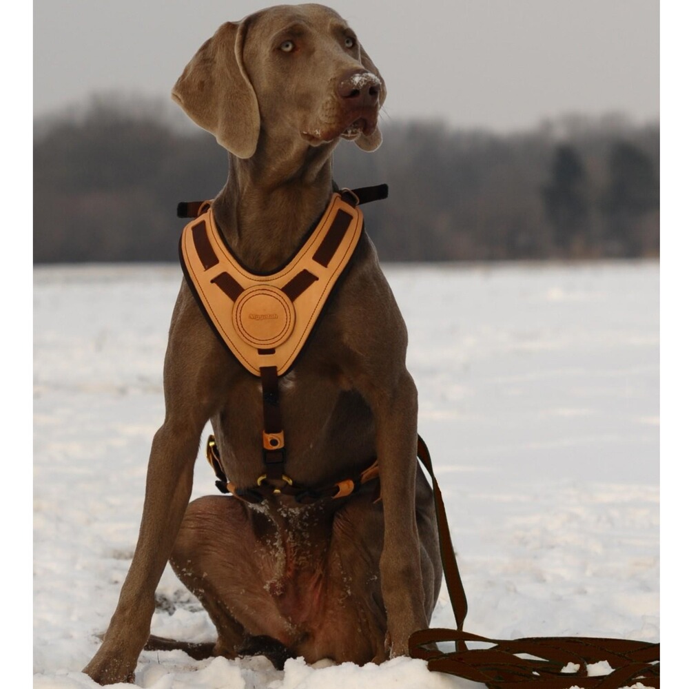 Laisse  Mantrailing, Niggeloh