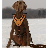 Laisse  Mantrailing, Niggeloh