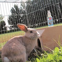 Produit insectifuge pour animaux de compagnie, BALLISTOL