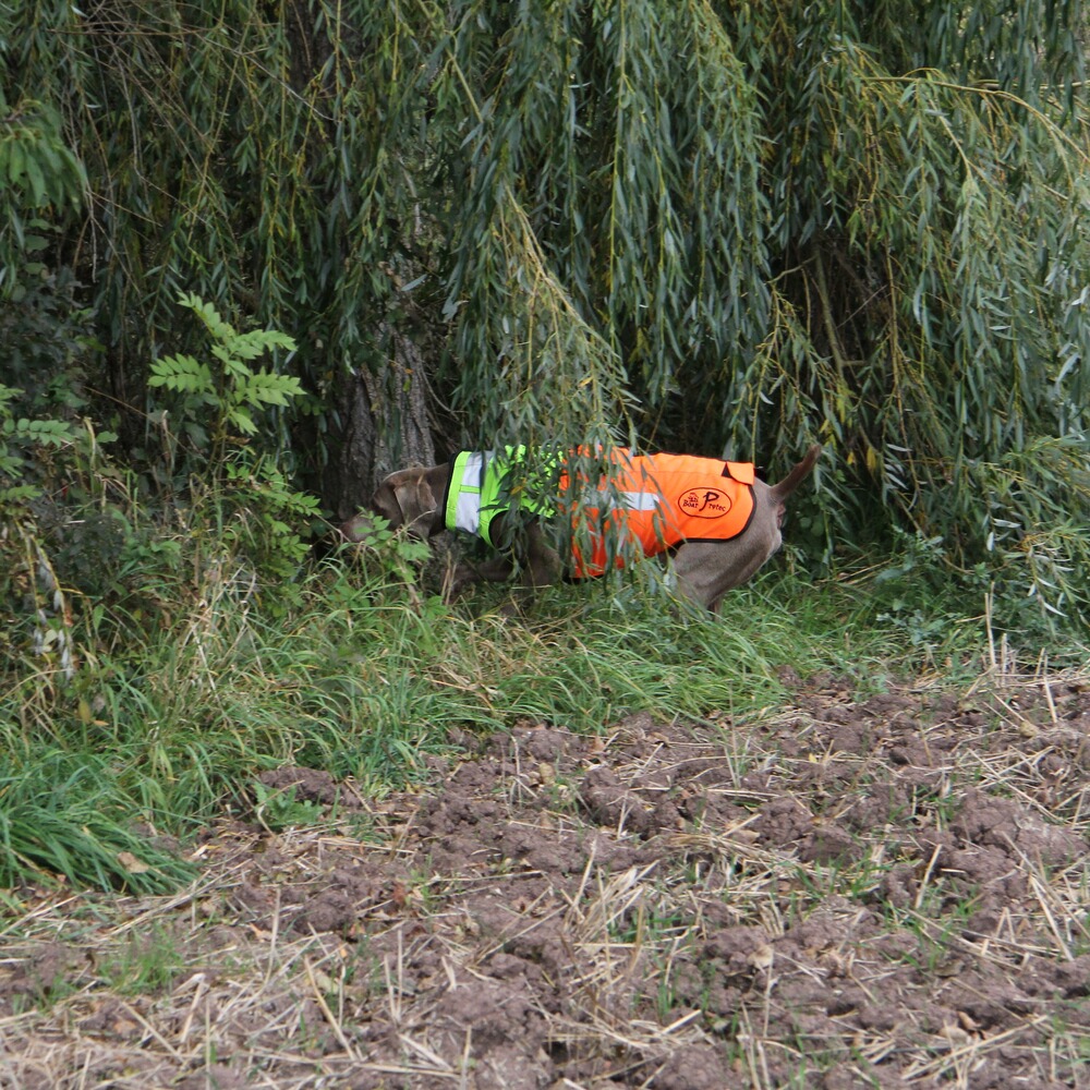 Gilet de protection pour chien Boar Protec, Boar Protec