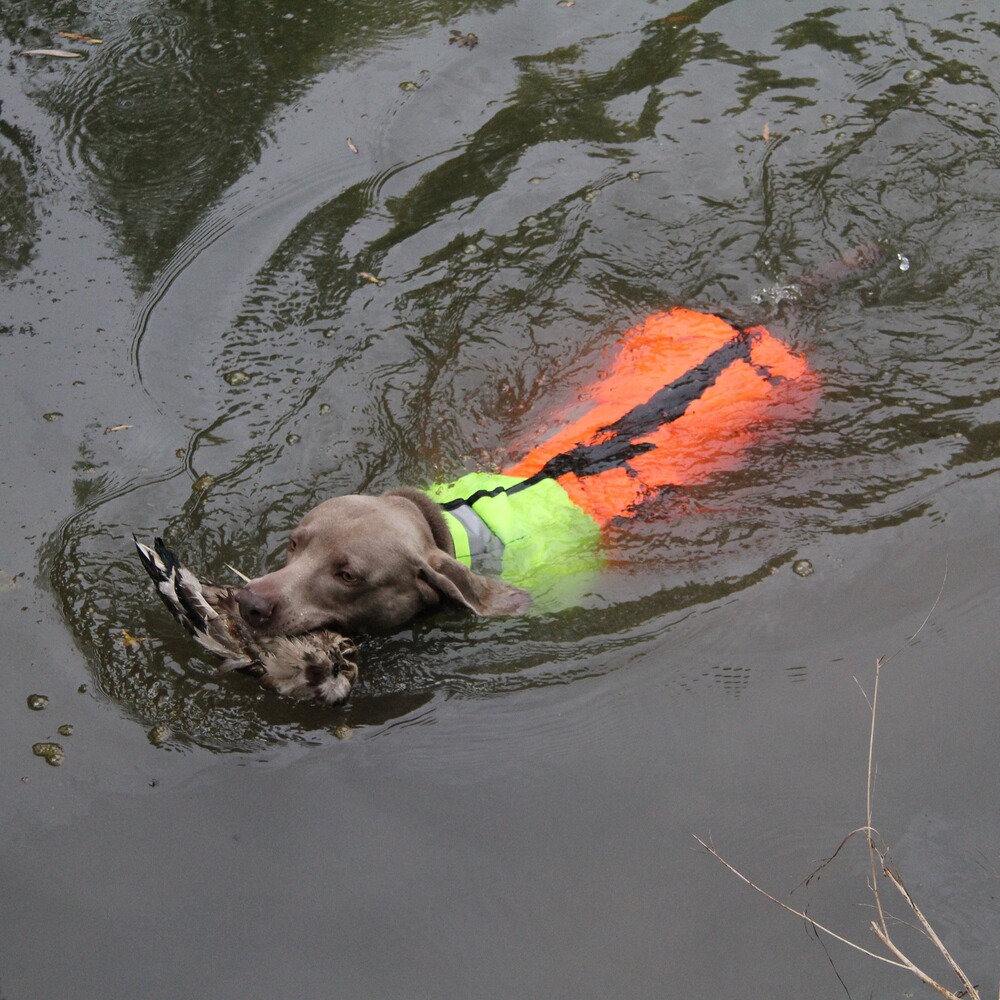 Gilet de protection pour chien Boar Protec, Boar Protec