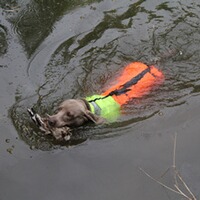 Gilet de protection pour chien Boar Protec, Boar Protec