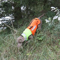 Gilet de protection pour chien Boar Protec, Boar Protec