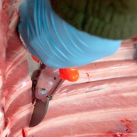 Ciseau de boucher à dépecer, LÖWE