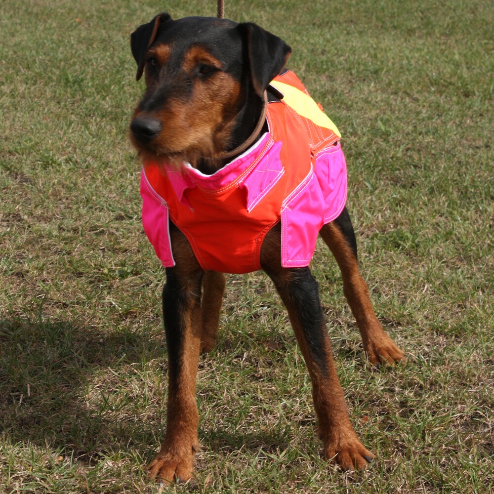 Gilet Standard, Out Dog