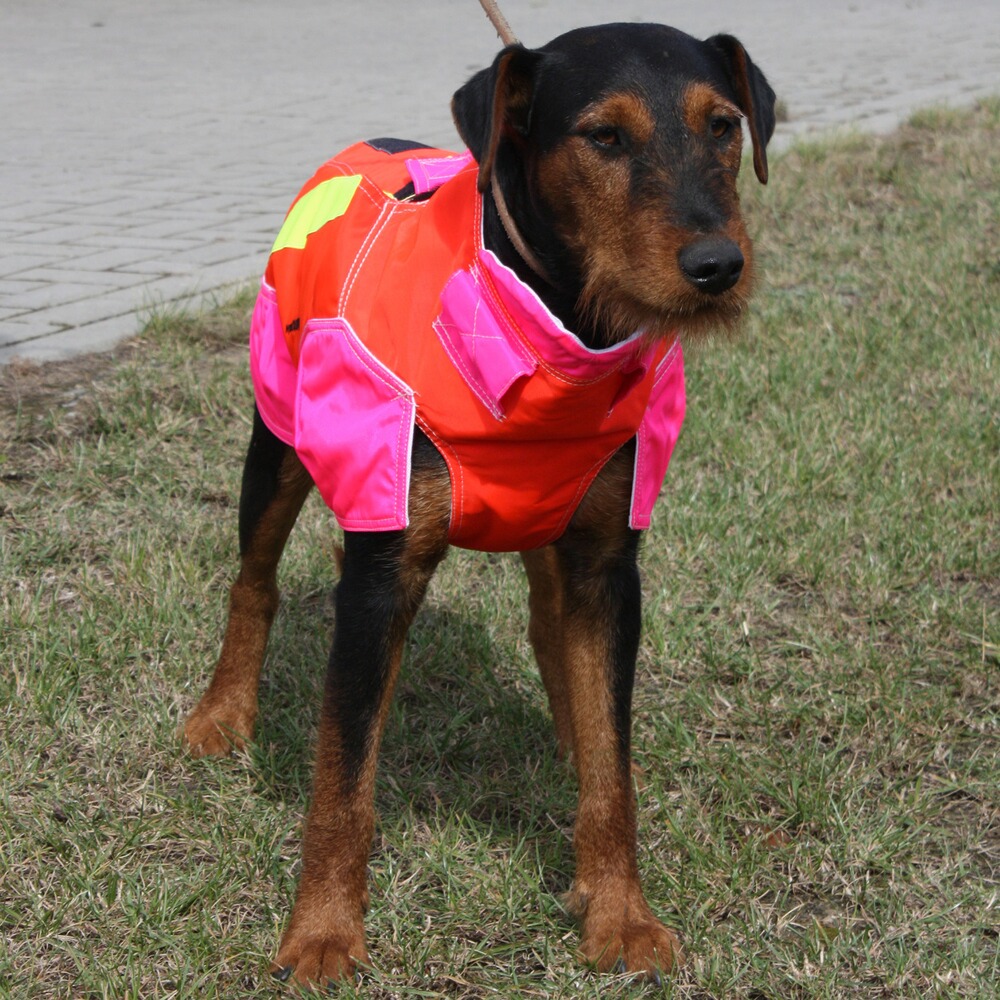 Gilet Standard, Out Dog