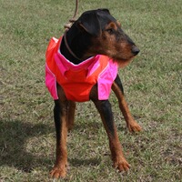 Gilet Standard, Out Dog