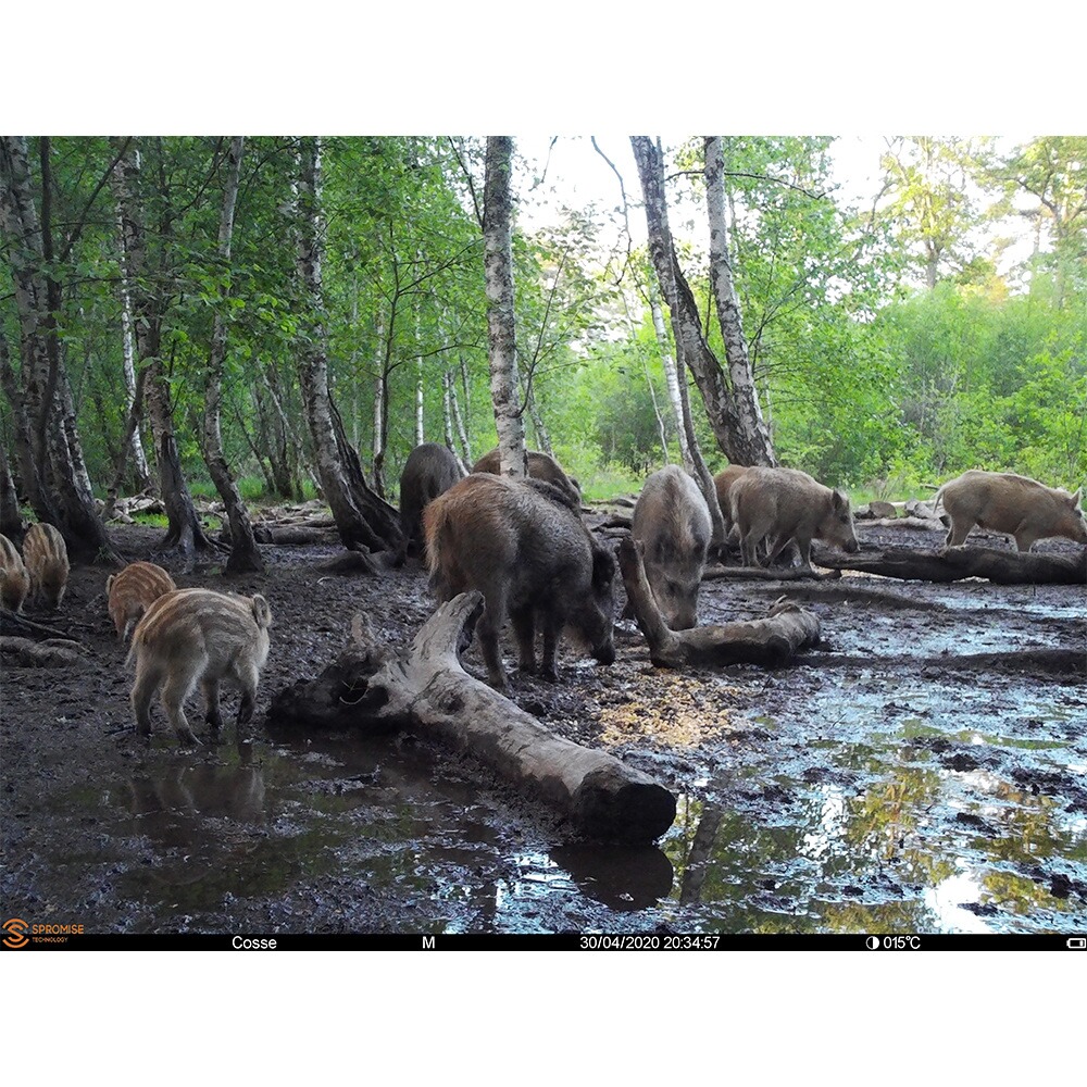 Piège photographique Spromise S378 4G/3G/EDGE, EMG