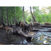 Piège photographique Spromise S378 4G/3G/EDGE, EMG