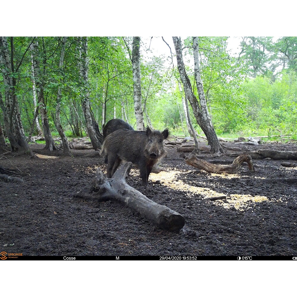 Piège photographique Spromise S378 4G/3G/EDGE, EMG