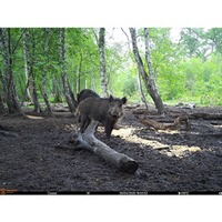 Piège photographique Spromise S378 4G/3G/EDGE, EMG