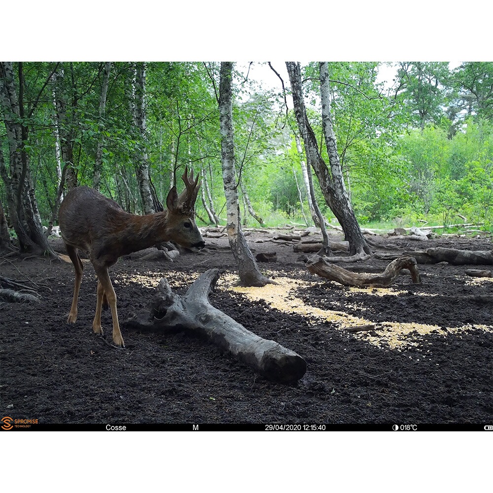 Piège photographique Spromise S378 4G/3G/EDGE, EMG