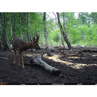 Piège photographique Spromise S378 4G/3G/EDGE, EMG