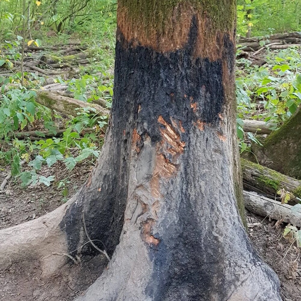 Attractif sanglier Black Fire Original