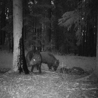 Attractif sanglier Black Fire Original