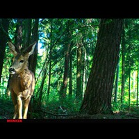 Piège photo DTC 395, Minox