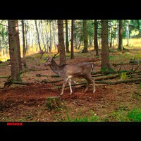 Piège photo DTC 395, Minox