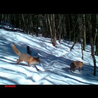 Piège photo DTC 395, Minox