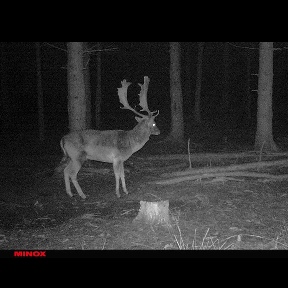 Piège photo DTC 395, Minox