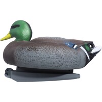 Formes Colvert mâle et femelle, Parforce