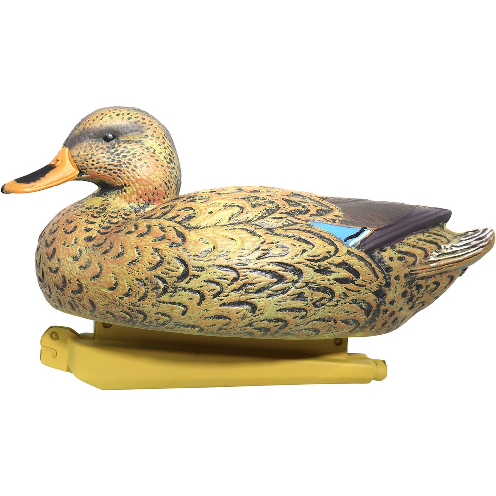 Formes Colvert mâle et femelle, Parforce
