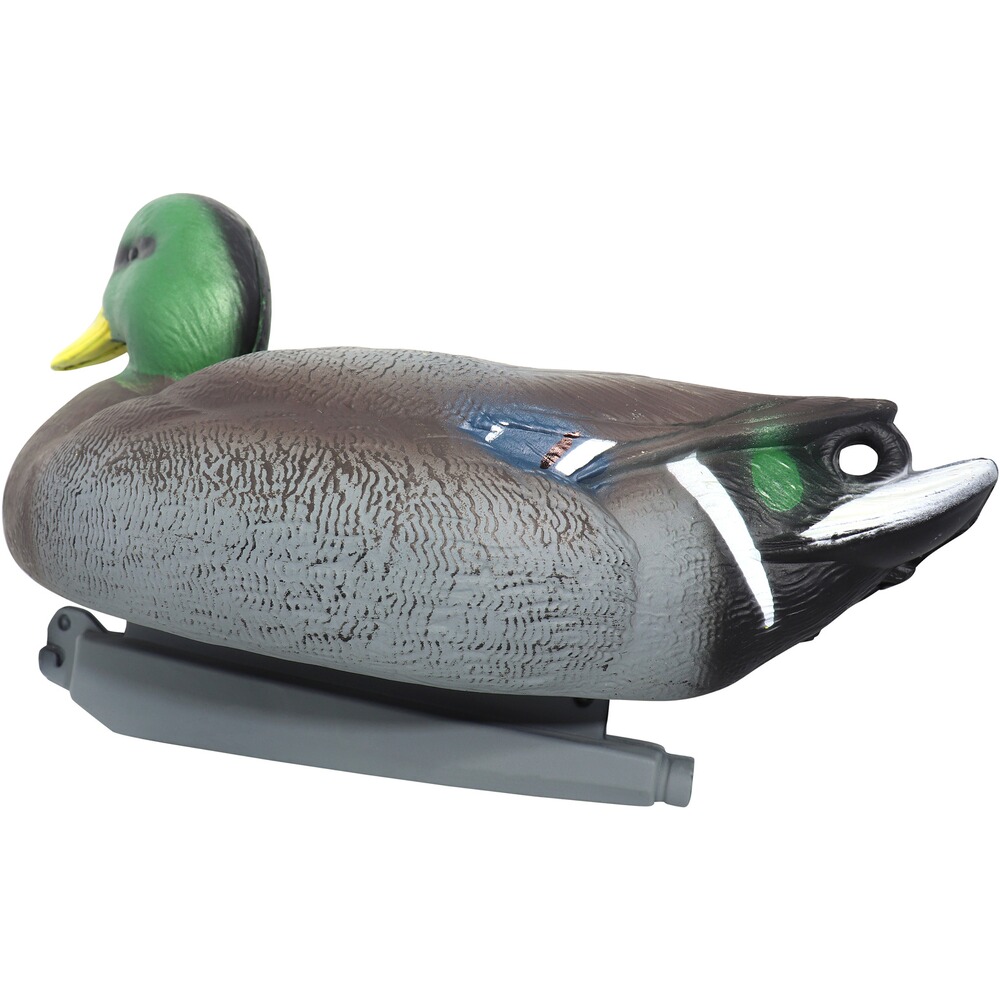Formes Colvert mâle et femelle, Parforce