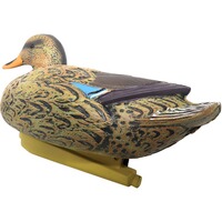 Formes Colvert mâle et femelle, Parforce