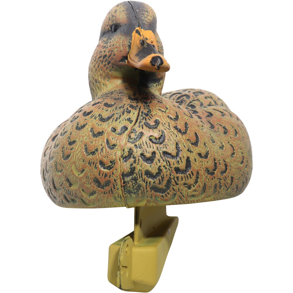 Formes Colvert mâle et femelle, Parforce
