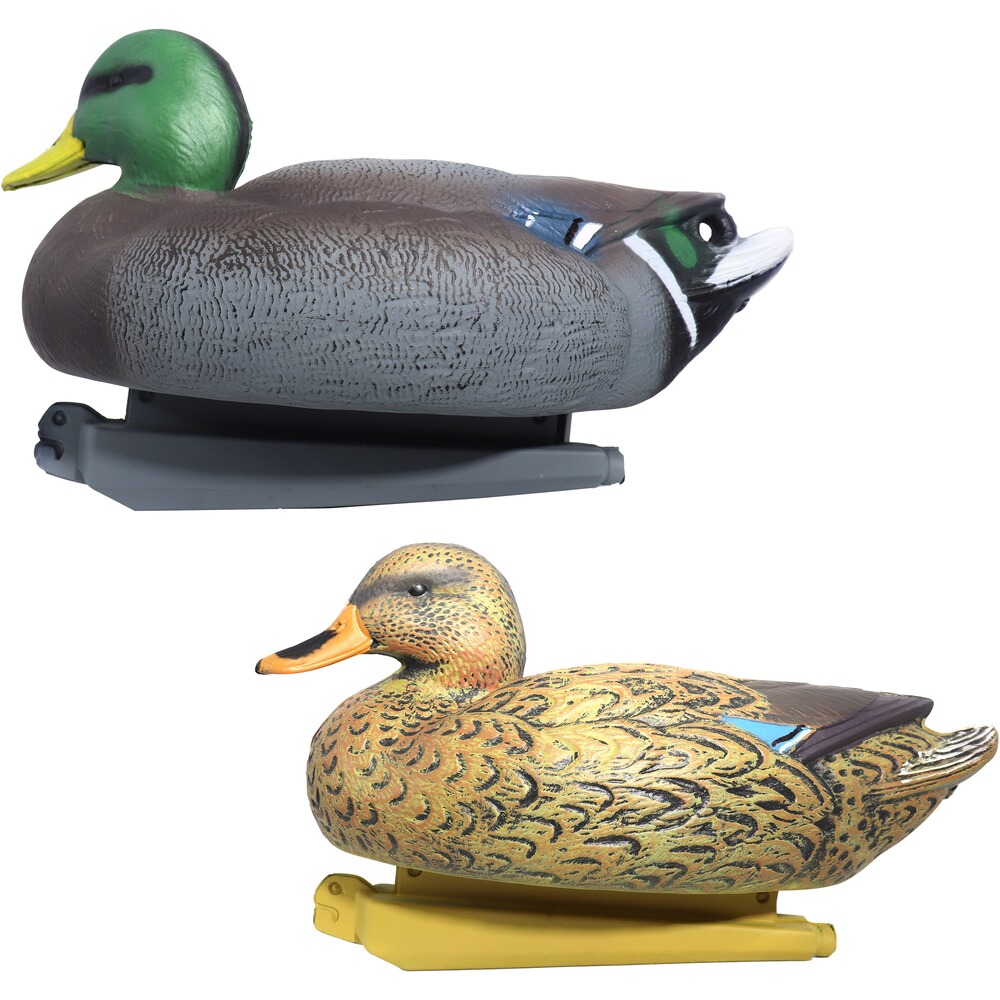 Formes Colvert mâle et femelle