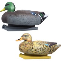 Formes Colvert mâle et femelle, Parforce