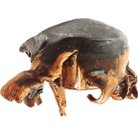 .270 Win. KS 9,7g/150grs., RWS