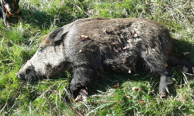 Bewertungsbild zu der Überschrift OGIVE PARFAITE