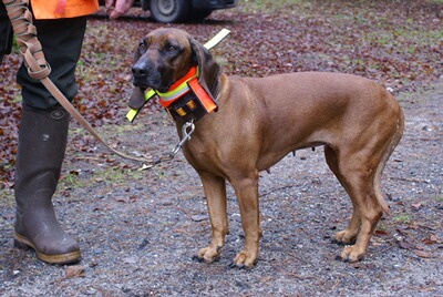 Bewertungsbild zu der Überschrift Collier réfléchisant trois ailles
