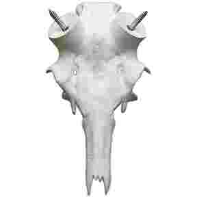 Crâne de cerf 30/35mm
